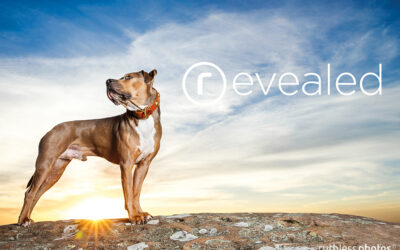 the reveal | strong leather dog collars