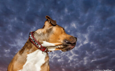 Introducing the Ziggy | strong leather dog collars