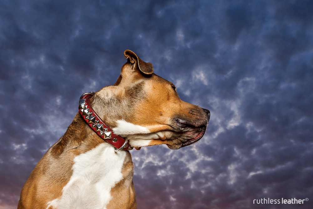 Introducing the Ziggy | strong leather dog collars