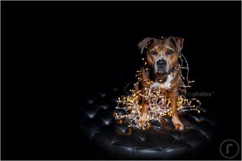 bruno the dog wrapped in fairy lights christmas