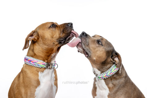 pitbull type dogs wearing rainbow mardi gras paracord collars