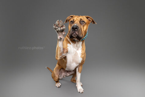 pitbull type dog waving at camera wearing paracord collar on grey background